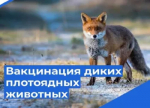 В Пильнинском округе проводится вакцинация диких плотоядных животных