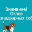 Отлов бездомных животных - Пильнинский муниципальный округ